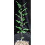 Boswellia sacra one-gallon pots